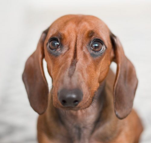 chien2-footer chien2-footer